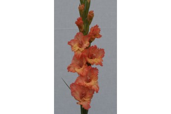 ORANZINIS ZAIBAS